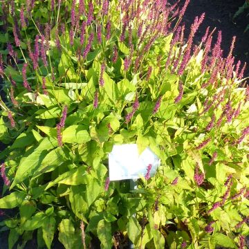 Persicaria amplexicaulis Golden Arrow - Duizendknoop