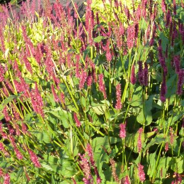 Persicaria amplexicaulis JS Delgado Macho - Duizendknoop