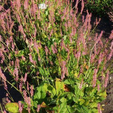 Persicaria amplexicaulis Jo and Guidos Form - Duizendknoop