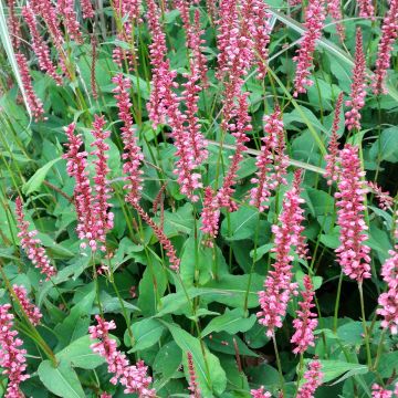 Persicaria amplexicaulis Orange Field - Duizendknoop
