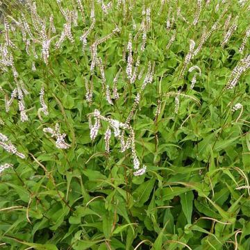 Persicaria amplexicaulis White Eastfield - Duizendknoop