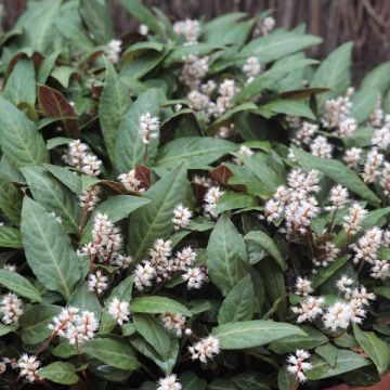 Persicaria tenuicaulis - Duizendknoop