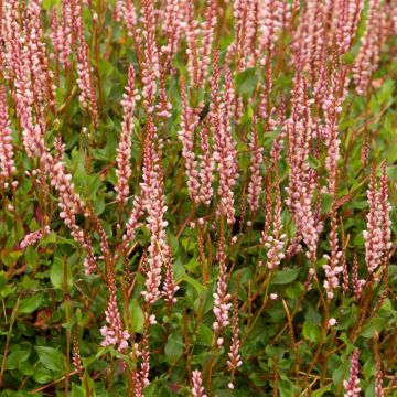 Persicaria vacciniifolia - Duizendknoop