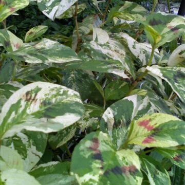 Persicaria virginiana Painters Palette - Duizendknoop