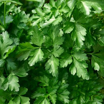 Peterselie