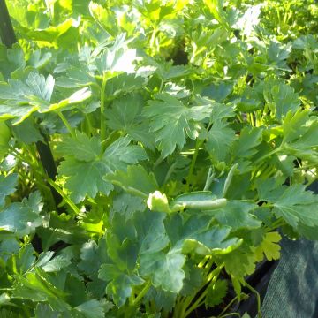 Platte peterselie Gigante d'Italia BIO