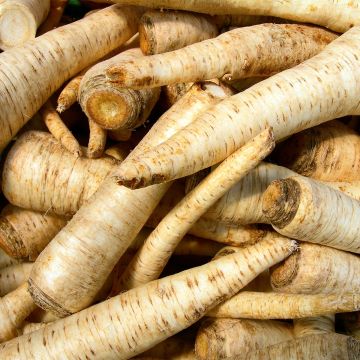 Wortelpeterselie BIO - Petroselinum crispum (jonge planten in kweekpotjes)