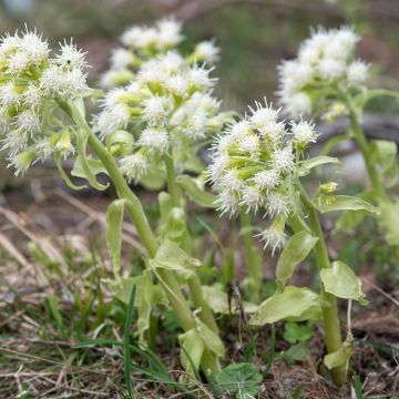 Petasites albus - Wit hoefblad