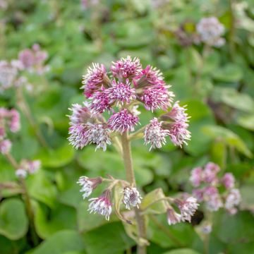 Petasites fragrans - Winterheliotroop