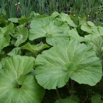 Petasites japonicus Giganteus - Japans hoefblad