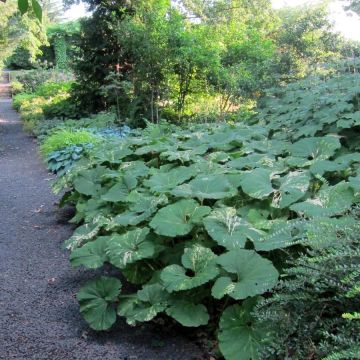 Petasites japonicus variegatus - Japans hoefblad