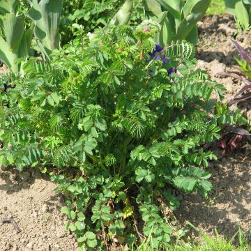 Kleine pimpernel BIO - Sanguisorba minor