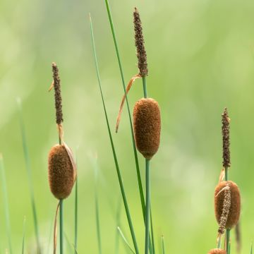 Typha minima - Dwerglisdodde