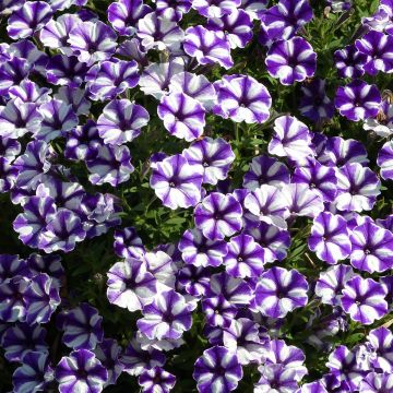 Petunia Blueberry Star - Hangpetunia