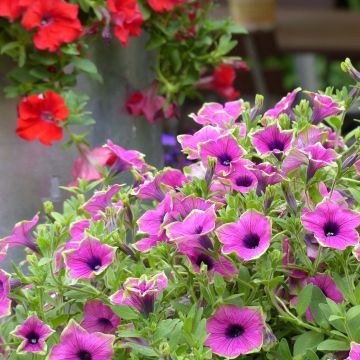 Petunia Designer Buzz Purple - Hangpetunia