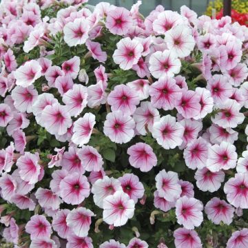 Petunia Sunpleasure Patio Cherry Vein - Hangpetunia