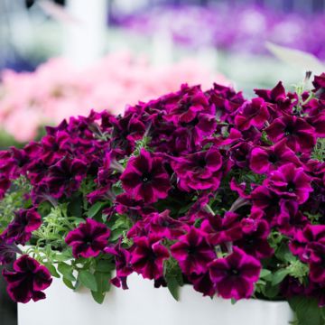 Petunia Crazytunia Cosmic Purple - Hangpetunia