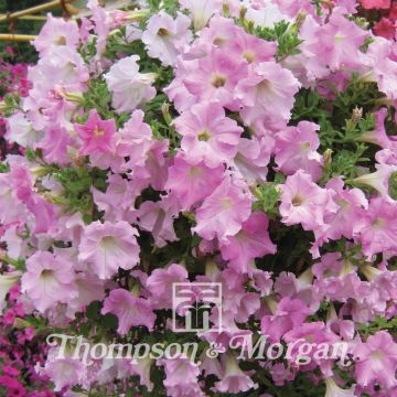 Petunia Diamond Pearly Shades F1 (zaad) - Hangpetunia