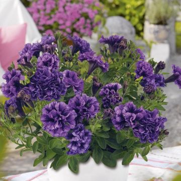 Petunia Tiny Pleasure Double Amethyst Vein - Hangpetunia