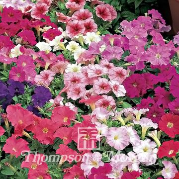 Petunia milliflora Fantasy F1 (zaad) - Hangpetunia