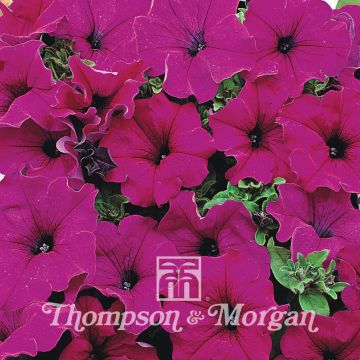 Petunia Lady Purple F1 (zaad) - Hangpetunia