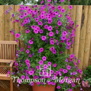 Petunia Purple Tower Hybrid F1 (zaad) - Hangpetunia