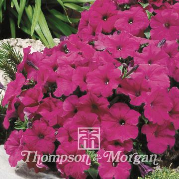 Petunia Purple Velvet F1 (zaad) - Hangpetunia