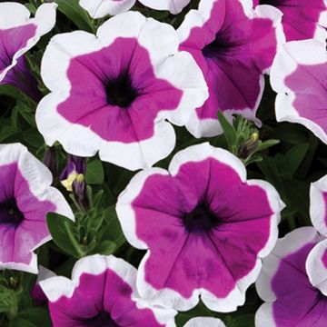 Petunia Red Carpet Collection Rimarkable - Hangpetunia