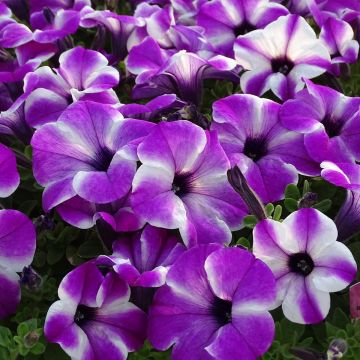 Petunia Red Carpet Orchid Frost - Hangpetunia