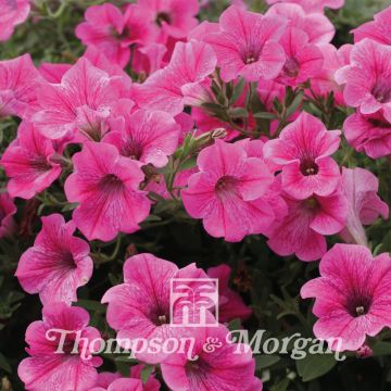 Petunia Rose Vein Velvet F1 (zaad) - Hangpetunia