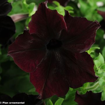 Petunia Sophistica Blackberry - Hangpetunia