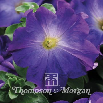 Petunia Sophistica Blue Morn F1 (zaad) - Hangpetunia