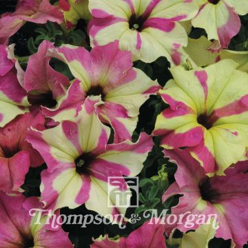 Petunia Sophistica Lime Bicolour F1 (zaad) - Hangpetunia