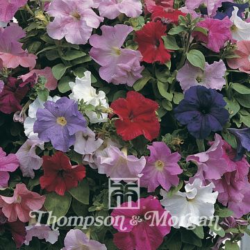 Petunia Super Cascade Improved F1 (zaad) - Hangpetunia