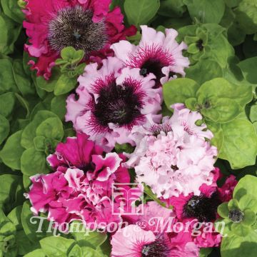 Petunia Grandiflora Superbissima (zaad) - Hangpetunia