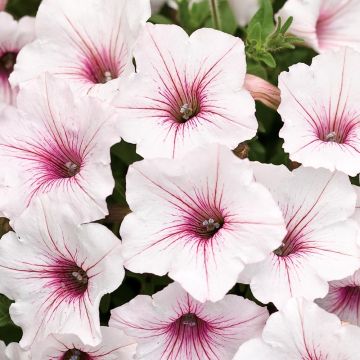 Petunia Supertunia Vista Silverberry - Hangpetunia
