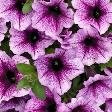 Petunia Supertunia Bordeaux Purple Vein - Hangpetunia