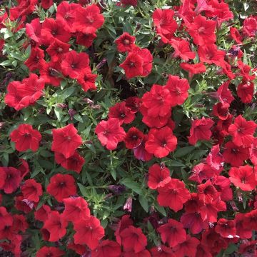 Petunia Surfinia Deep Red - Hangpetunia
