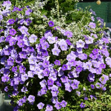 Petunia Surfinia Sky Blue - Hangpetunia