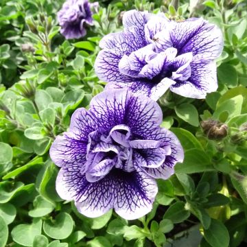 Petunia Tumbelina Priscilla - Hangpetunia dubbel lavendel geaderd