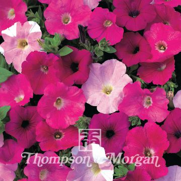 Petunia Waves Mixed Hybrid F1 (zaad) - Hangpetunia
