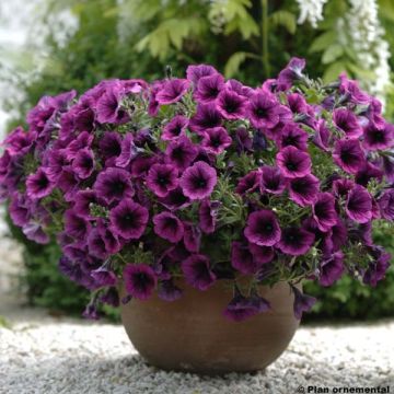 Petunia Merlot - Hangpetunia