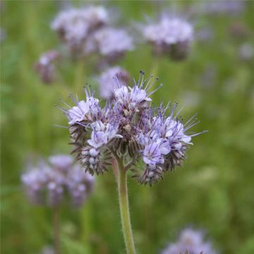 Phacelia BIO groenbemester Ferme de Sainte Marthe - Phacelia tanacetifolia iemand die een groenbemester wenst, zoekt op Phacelia