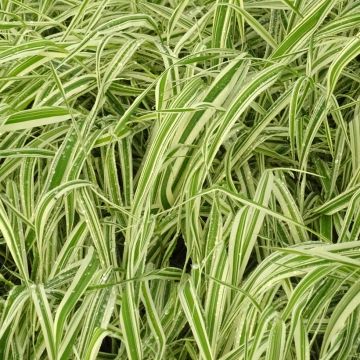 Phalaris arundinacea Picta - Rietgras