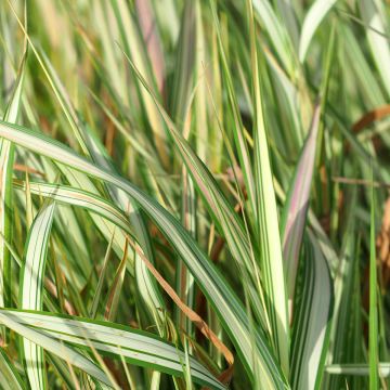 Phalaris arundinacea Strawberry and Cream - Rietgras