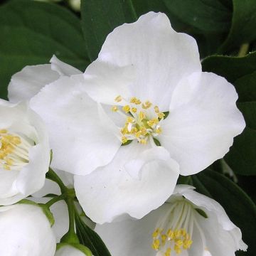Philadelphus persica Bouquet Blanc - Boerenjasmijn