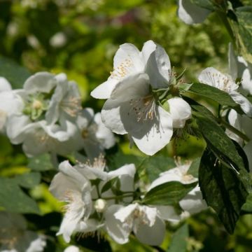 Philadelphus Innocence - Boerenjasmijn