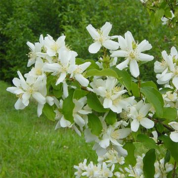 Philadelphus lemoinei - Boerenjasmijn