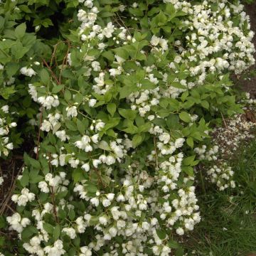Philadelphus Manteau d'Hermine - Boerenjasmijn