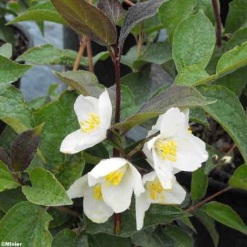Philadelphus Starbright - Boerenjasmijn